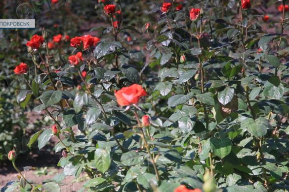 Покровські троянди радують очі. Знайомимось з людьми, які створюють квітучу красу