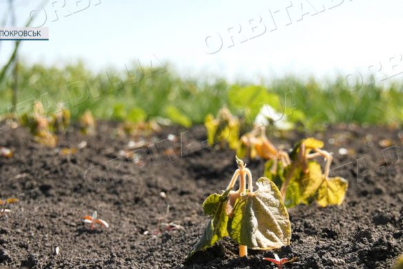 Травневі заморозки: покровчани підраховують втрати на городах та у садках