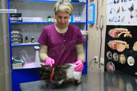 Зранені війною чотирилапі: мирноградські ветеринари намагаються вилікувати кожну тваринку