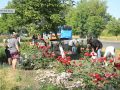 30 тисяч кущів краси. На Мирноградських клумбах розцвіли троянди