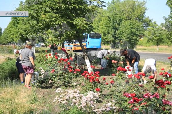 30 тисяч кущів краси. На Мирноградських клумбах розцвіли троянди