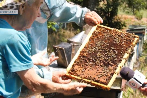 Меду буде мало. Аномальний травень завдав збитків не тільки аграріям, а й бджолярам