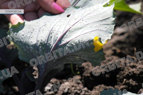 Як врятувати врожай від шкідника? У цьому році – нашестя білокрилки