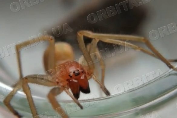 Отруйні павуки атакують українців. Чим вони небезпечні та що робити при укусі