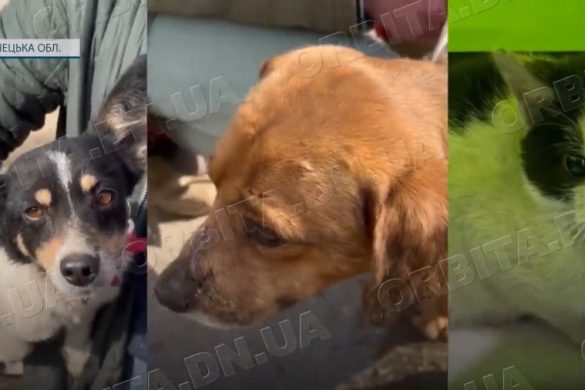 Допомагає тваринам та людям: Вікторія Жидкова стала свідком різних історій порятунку