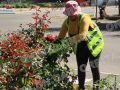 Знають все про кожну квітку і дерево: озеленювачки Покровська весь рік бають про красу міста