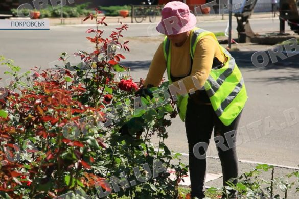 Знають все про кожну квітку і дерево: озеленювачки Покровська весь рік бають про красу міста