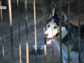 У прихистку Олександра Біличенка тварини чекають на люблячі родини та допомогу небайдужих