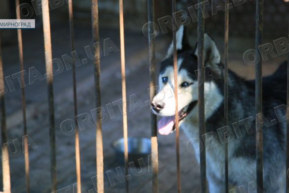 У прихистку Олександра Біличенка тварини чекають на люблячі родини та допомогу небайдужих