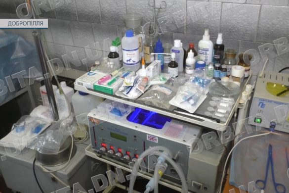 Добропільські зооволонтери продовжують стерилізацію тварин