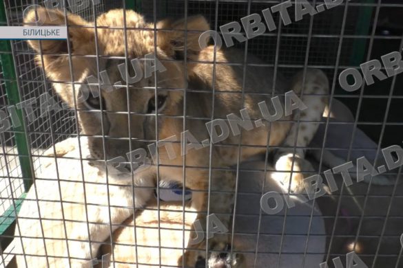 Зоопарк у Білицькому поповнився новими тваринами