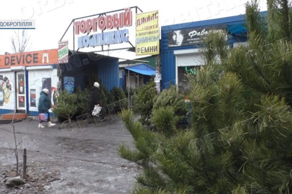 Від 450 гривень: у Добропіллі з’явились у продажу новорічні ялинки