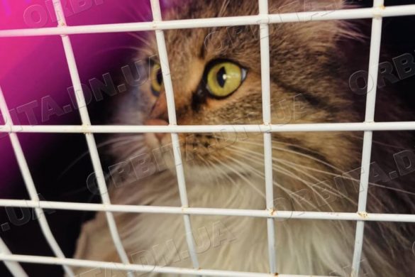 Рятують від війни: київські зооволонтери вивозять тварин з Покровського напрямку