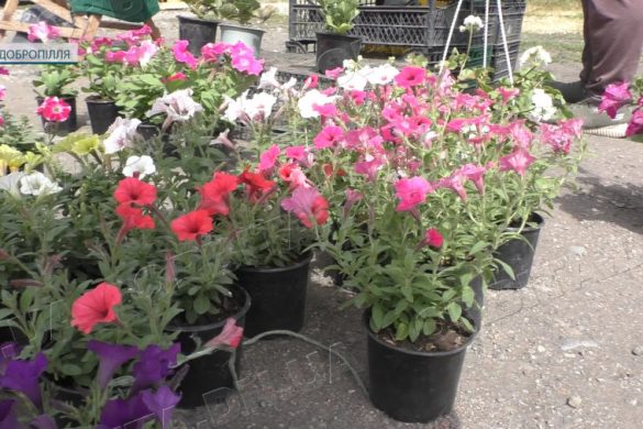 Від молочної продукції до розсади: на ринку Добропілля намагаються не піднімати ціни