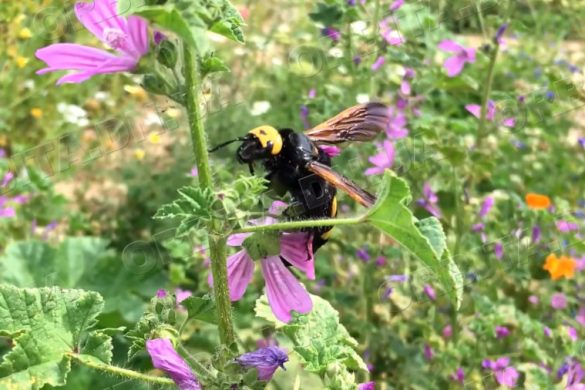 Великі, але не страшні: про сколій-гігантів, які занесені до Червоної книги