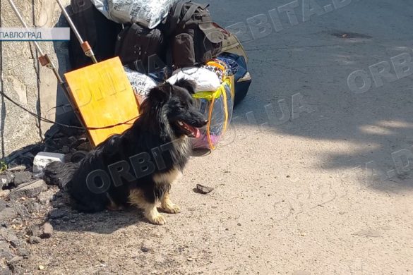 Життя кожного – важливе: волонтери евакуюють і людей, і тварин