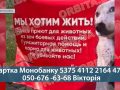 «Зупинка спасіння» потребує допомоги: зооволонтерка Вікторія Жидкова шукає місце для евакуації