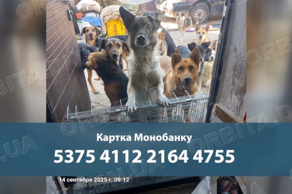 Усе спочатку: Вікторія Жидкова евакуювала собак з Добропілля до Одещини