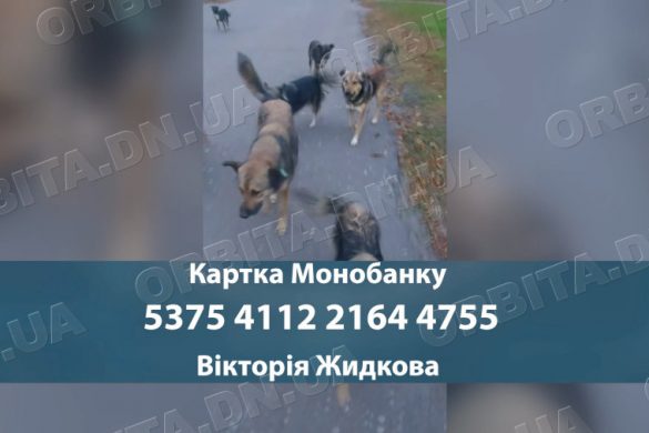 Місія добра: Вікторія Жидкова продовжує допомагати тваринам рідного Добропілля