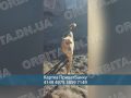 Врятувала від війни, але потребує допомоги: історія зооволонтерки з Добропілля
