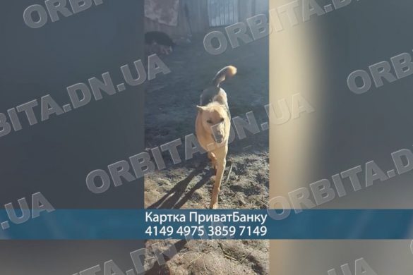 Врятувала від війни, але потребує допомоги: історія зооволонтерки з Добропілля
