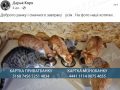50 особливих тварин і щомісячні рахунки: притулок Дар’ї Корх потребує підтримки