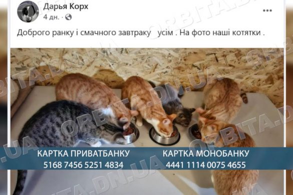 50 особливих тварин і щомісячні рахунки: притулок Дар’ї Корх потребує підтримки