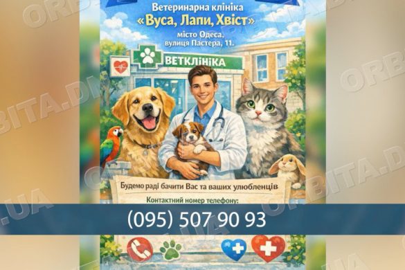 700 кілометрів від дому: новий старт покровської ветклініки «Вуса, лапи, хвіст» в Одесі