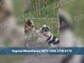 170 тисяч боргу і сотні врятованих життів: добропільська зооволонтерка просить допомоги