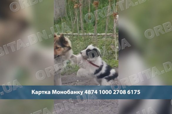 170 тисяч боргу і сотні врятованих життів: добропільська зооволонтерка просить допомоги