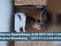 Евакуація з двадцятьма тваринами: як зооволонтерка з Добропілля рятує котів-переселенців