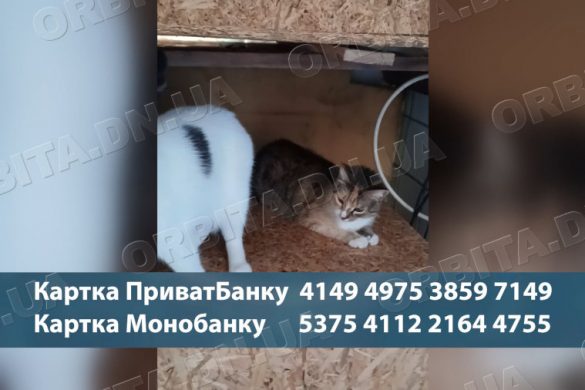 Евакуація з двадцятьма тваринами: як зооволонтерка з Добропілля рятує котів-переселенців