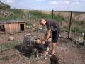 Рятуючи беззахисних: зооволонтер з Донеччини створює новий прихисток для тварин