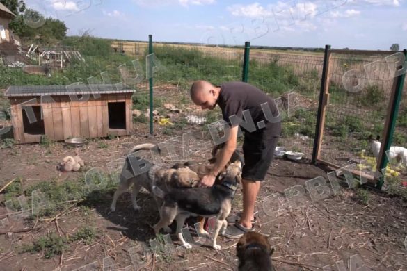 Рятуючи беззахисних: зооволонтер з Донеччини створює новий прихисток для тварин