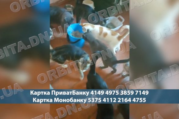 50 котів із Добропілля: історія зооволонтерки, яка рятує покинутих тварин