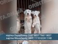 500 тварин потребують допомоги: критична ситуація в зоопритулку-переселенці з Мирнограда