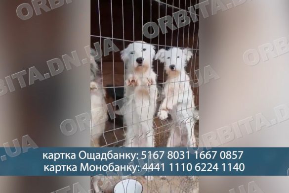 500 тварин потребують допомоги: критична ситуація в зоопритулку-переселенці з Мирнограда